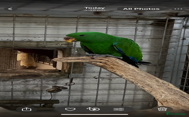 Parrots birds - Advert 9