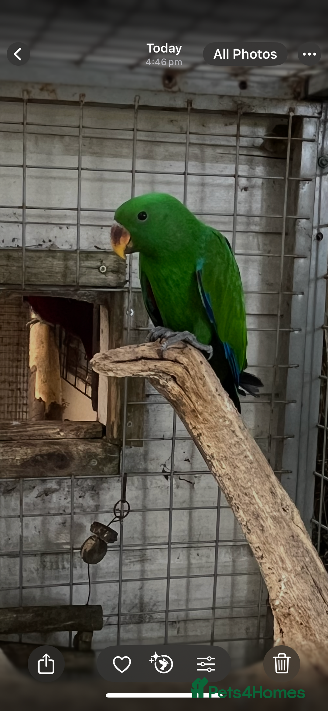 Parrots birds for sale: Male eclectus parrot - Image 1