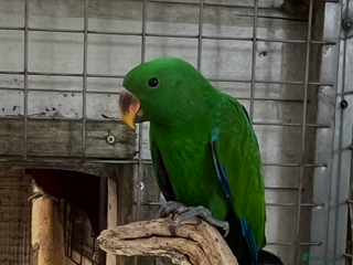 Parrots birds - Advert 1