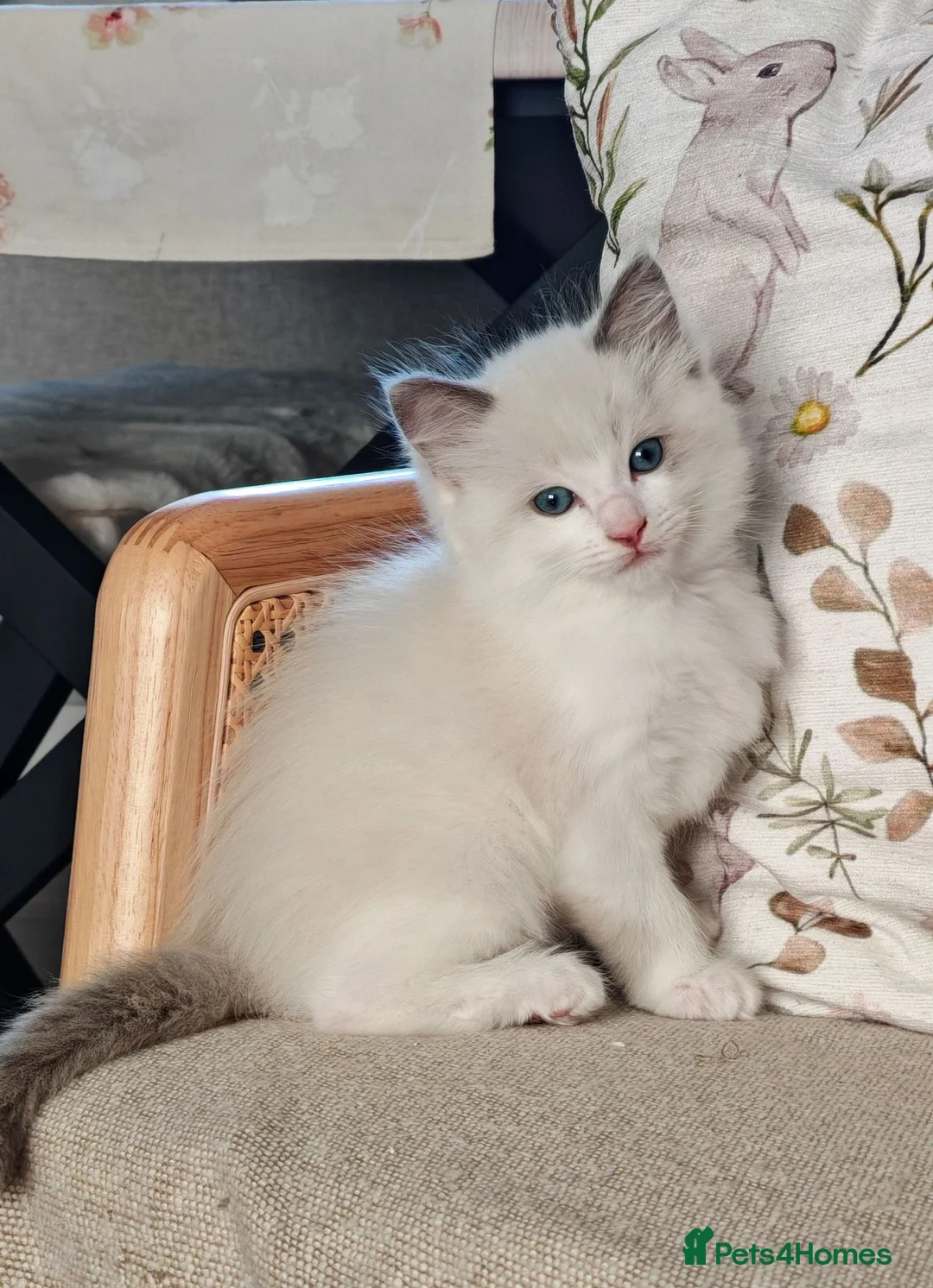 Ragdoll cats for sale: Ragdoll kittens  - Advert 2
