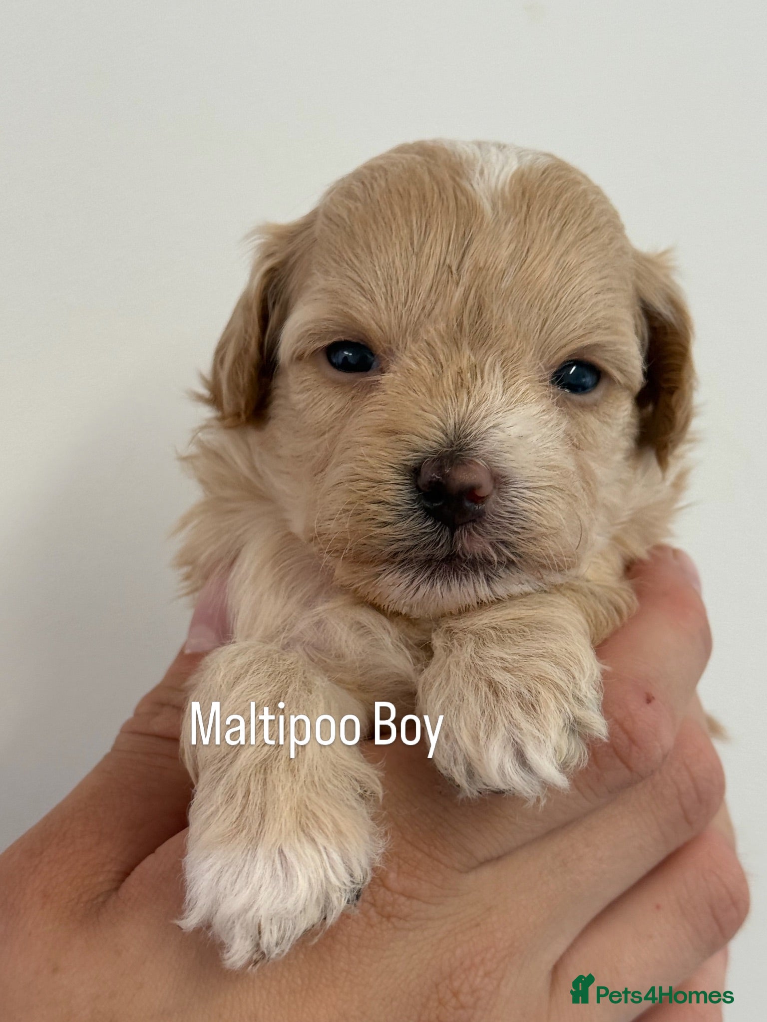Maltipoo dogs Maltipoo Babies  - Advert 2