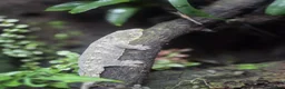 Gecko reptiles for sale: New Caledonia Giant Gecko in Burgess Hill - Advert 6