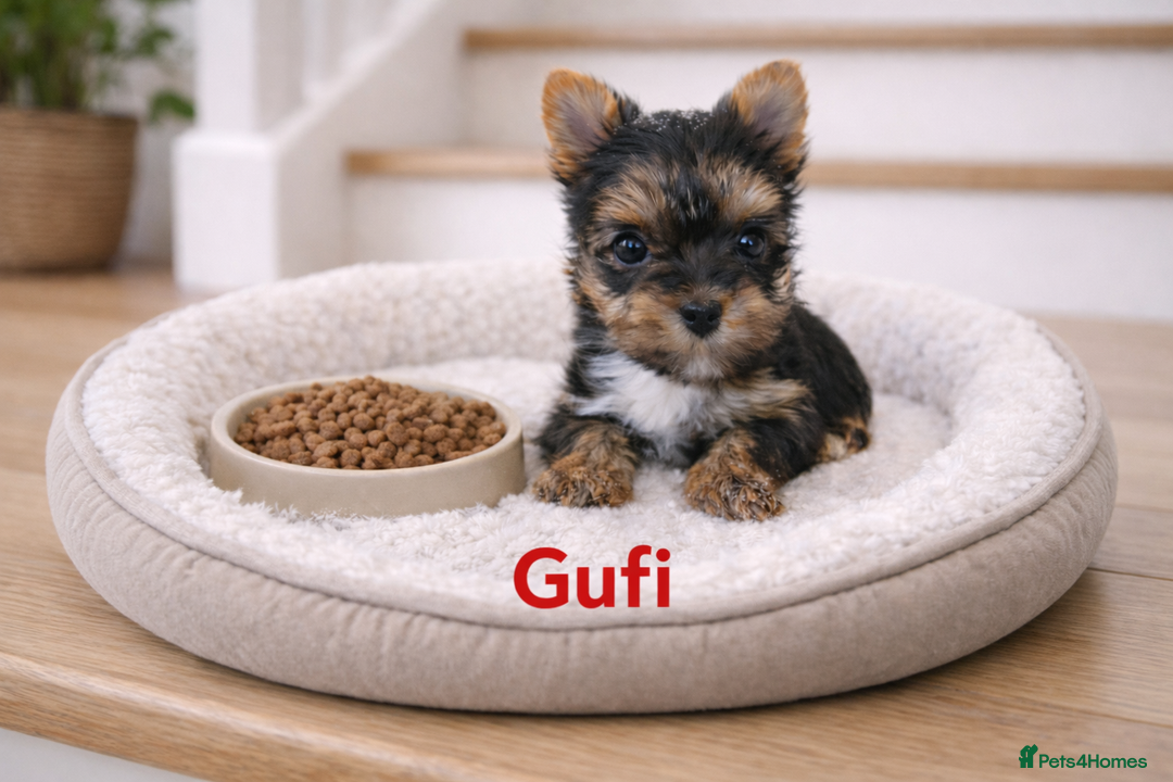 Yorkshire Terrier dogs for sale: Yorkshire Terrier  - Advert 5