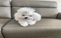 Maltese dogs for sale: Tiny Maltese Girl – Kennel Club Reg. - Image 10