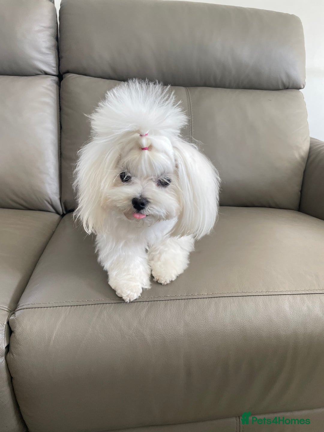 Maltese dogs for sale: Tiny Maltese Girl – Kennel Club Reg. - Image 10