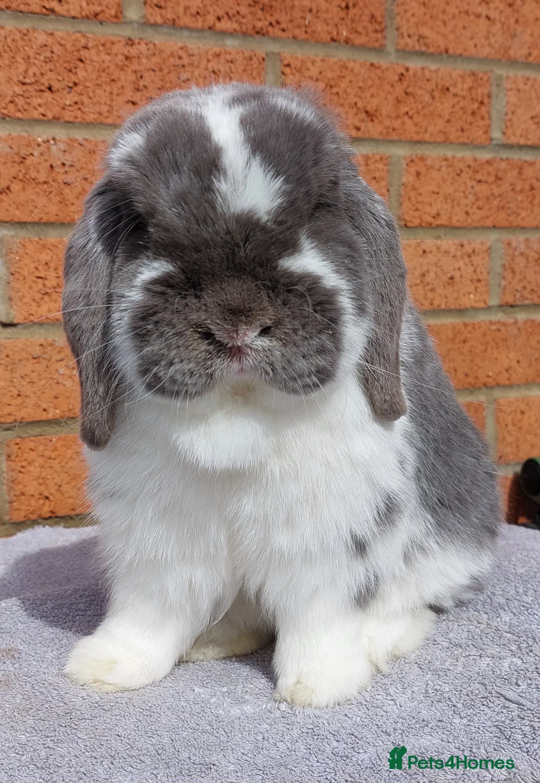 Gallery Image {{count}}