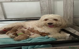 Cockapoo dogs for sale: Beautiful cockapoo pups - Image 16