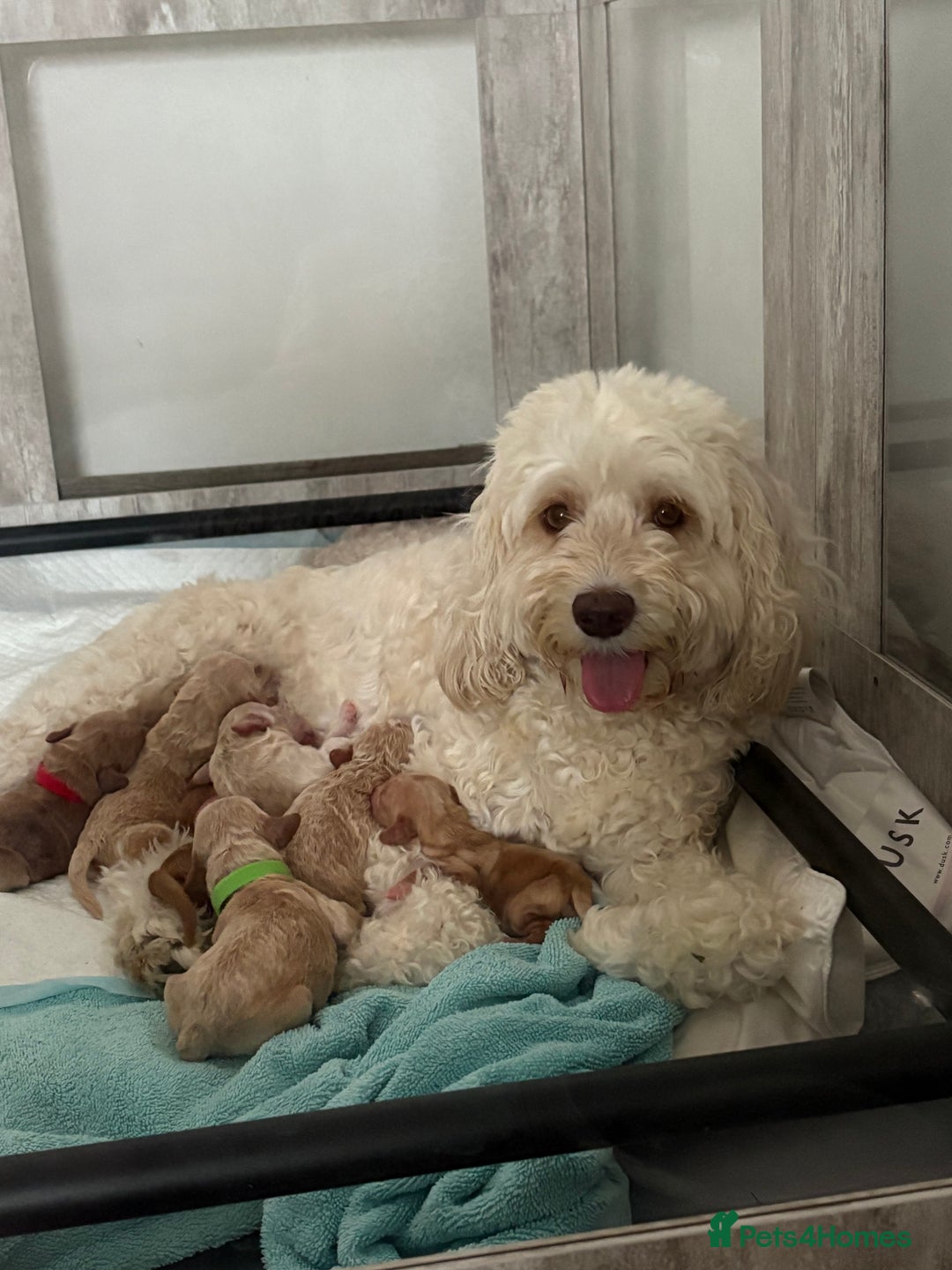 Cockapoo dogs for sale: Beautiful cockapoo pups - Image 16