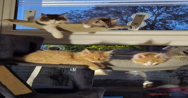 Maine Coon cats - Advert 11
