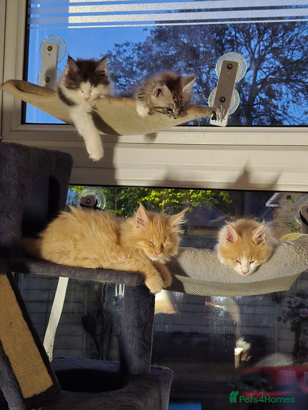 Maine Coon cats for sale: Maine coon kittins  for sale - Image 2