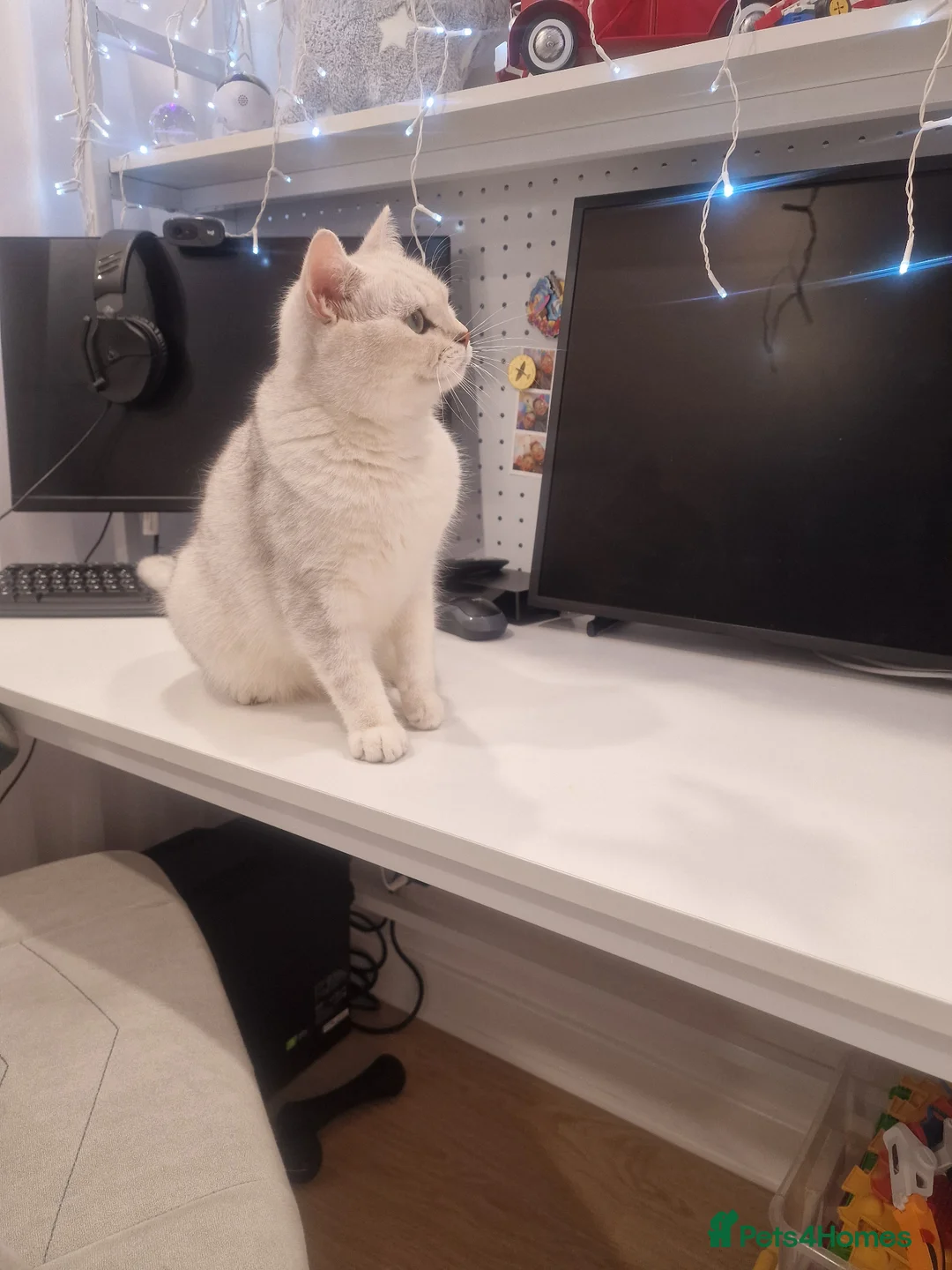 British Shorthair cats for sale: Amasing boy British Shorthair Silver Chinchilla  - Advert 16