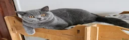 British Shorthair cats for sale: Stunning British shorthair blue kittens, neutered - Advert 13