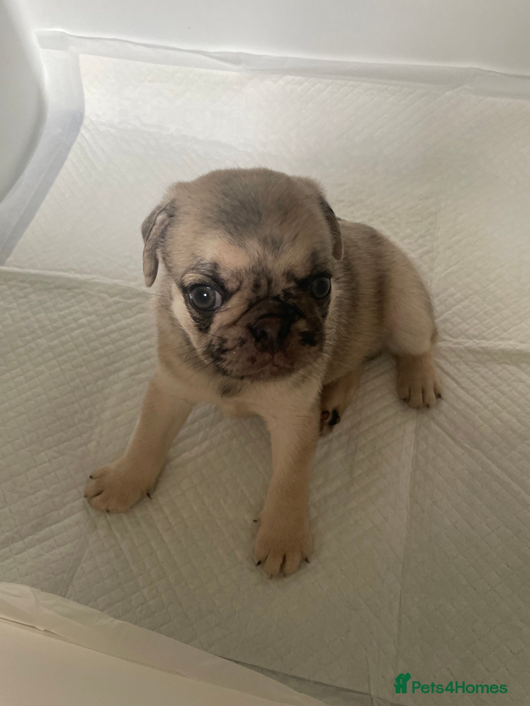 Pug dogs for sale: Pug Puppies  - Image 13