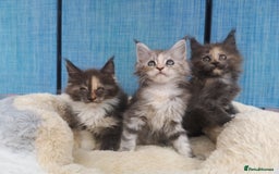Maine Coon cats for sale: Maine Coon Kittens Parents Tica Reg& Health tested - Image 11