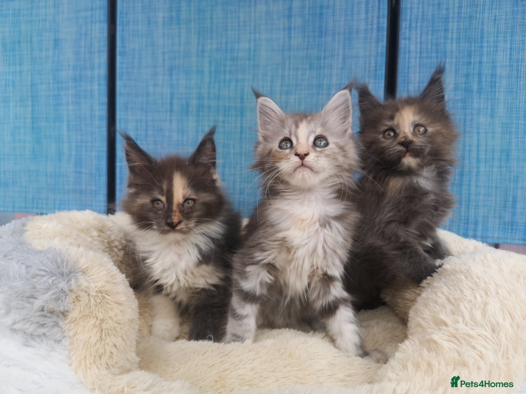 Maine Coon cats for sale: Maine Coon Kittens Parents Tica Reg& Health tested - Image 11