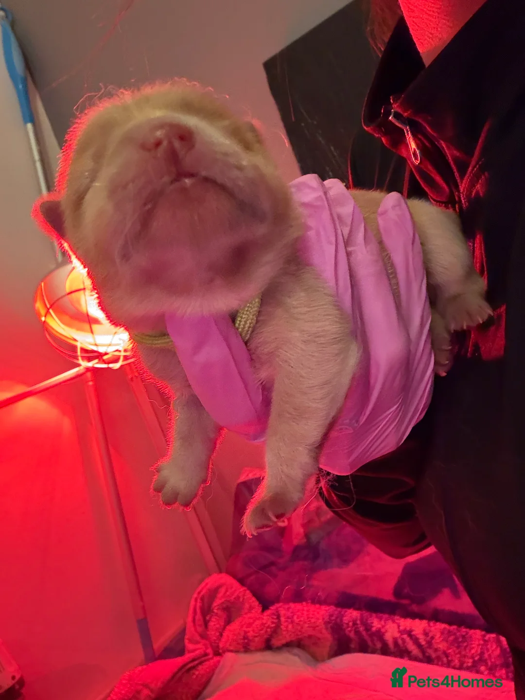 Chow Chow dogs for sale: KC Registered Chow Chow Puppies ❤️ - Advert 7