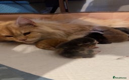 Maine Coon cats for sale: Beautiful Maine coon kittens 07396998601 - Image 14