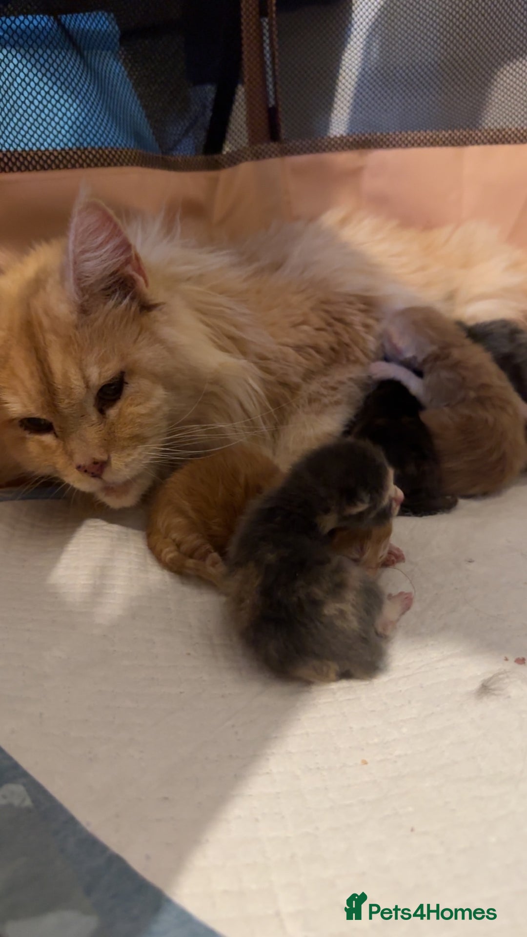 Maine Coon cats for sale: Beautiful Maine coon kittens 07396998601 - Image 14