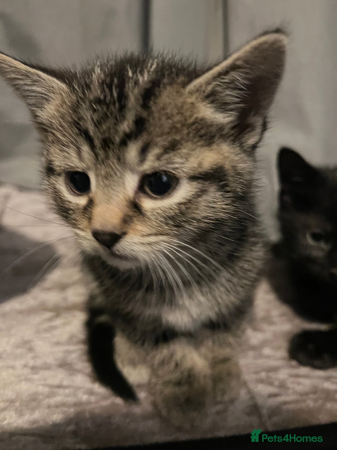 Domestic Shorthair cats for sale: Kittens - Image 7