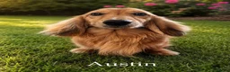Miniature Dachshund dogs for stud: Stud service only  - Advert 1
