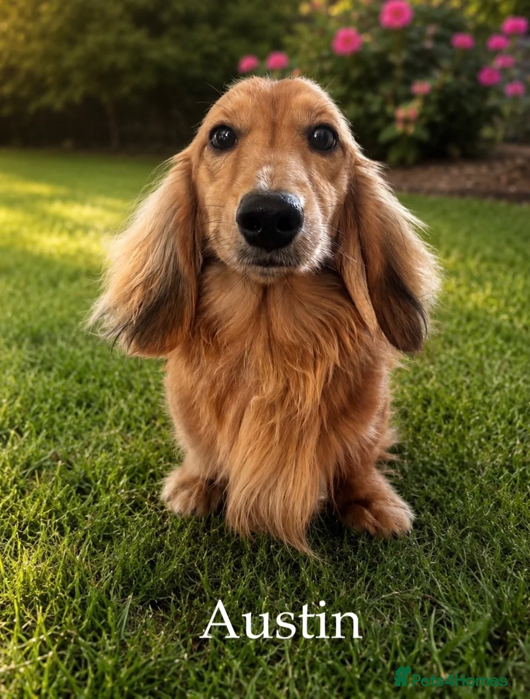 Miniature Dachshund dogs for stud: Stud service only  - Advert 1