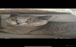 British Shorthair cats for sale: 1 year old British short hair boy - Image 2