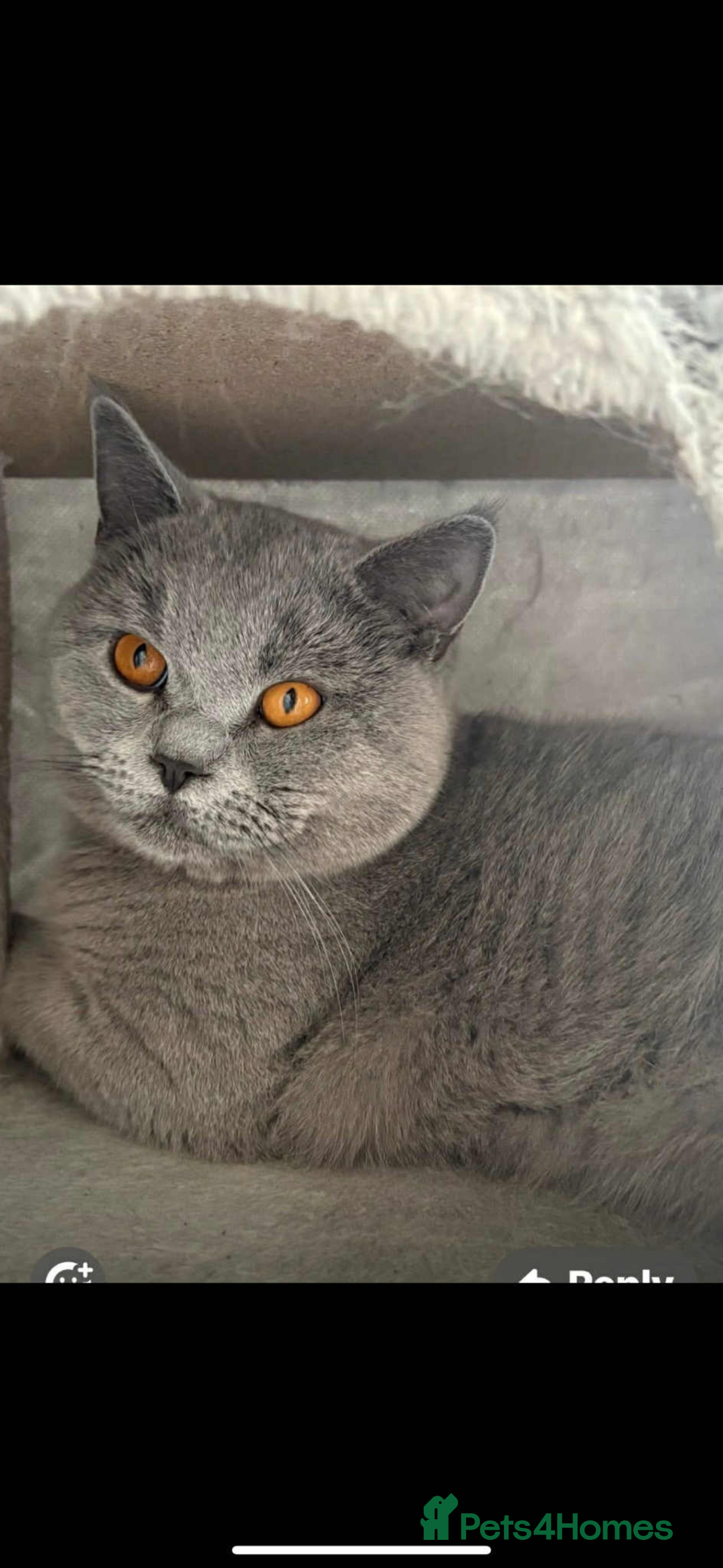 British Shorthair cats for sale: 1 year old British short hair boy - Image 2