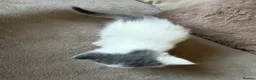 Exotic cats for sale: 4 exotic short hair boys for sale  - Advert 7