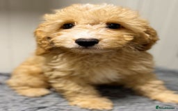 Cavapoo dogs for sale: Beautiful Apricot Cavapoo - Image 4