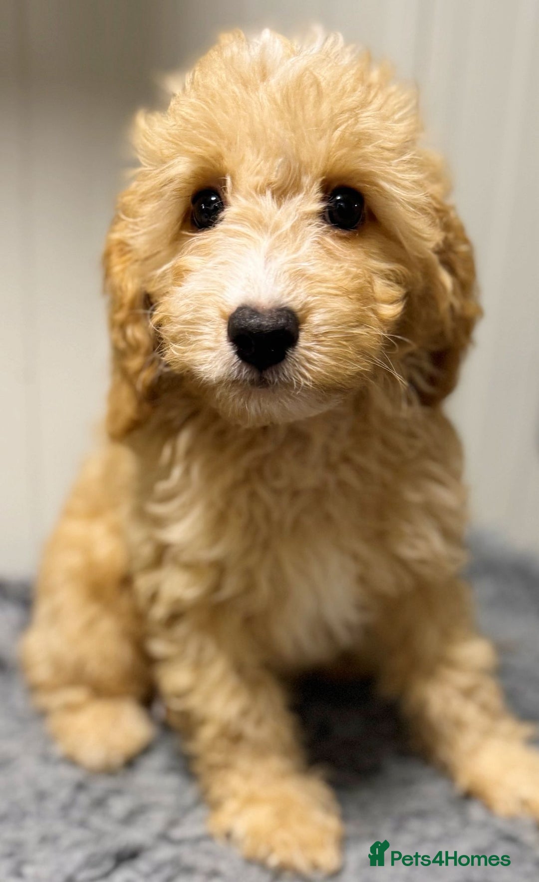 Cavapoo dogs for sale: Beautiful Apricot Cavapoo - Image 4