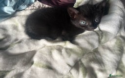 Mixed Breed cats for sale: 3 mixed male kittens for sale - Image 16