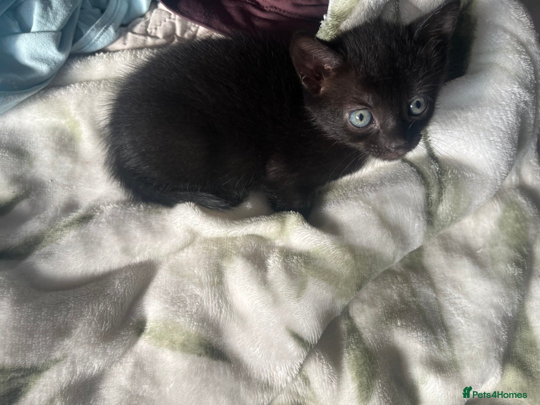 Mixed Breed cats for sale: 3 mixed male kittens for sale - Image 16