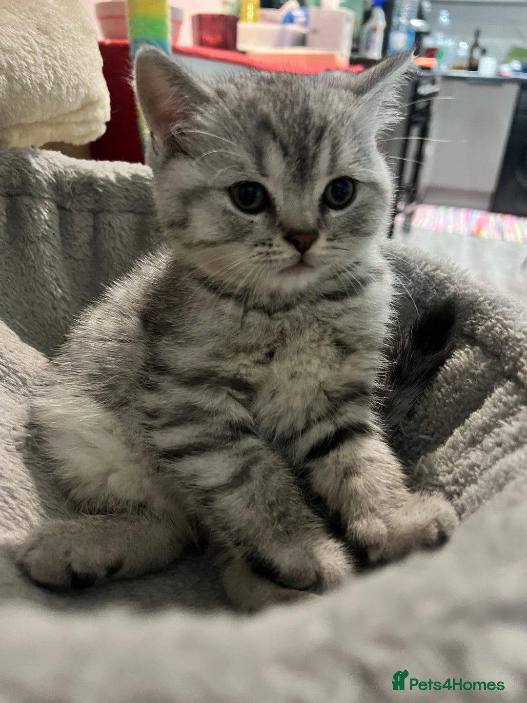 British Shorthair cats for sale: British Shorthair Kittens 🐱  - Advert 2