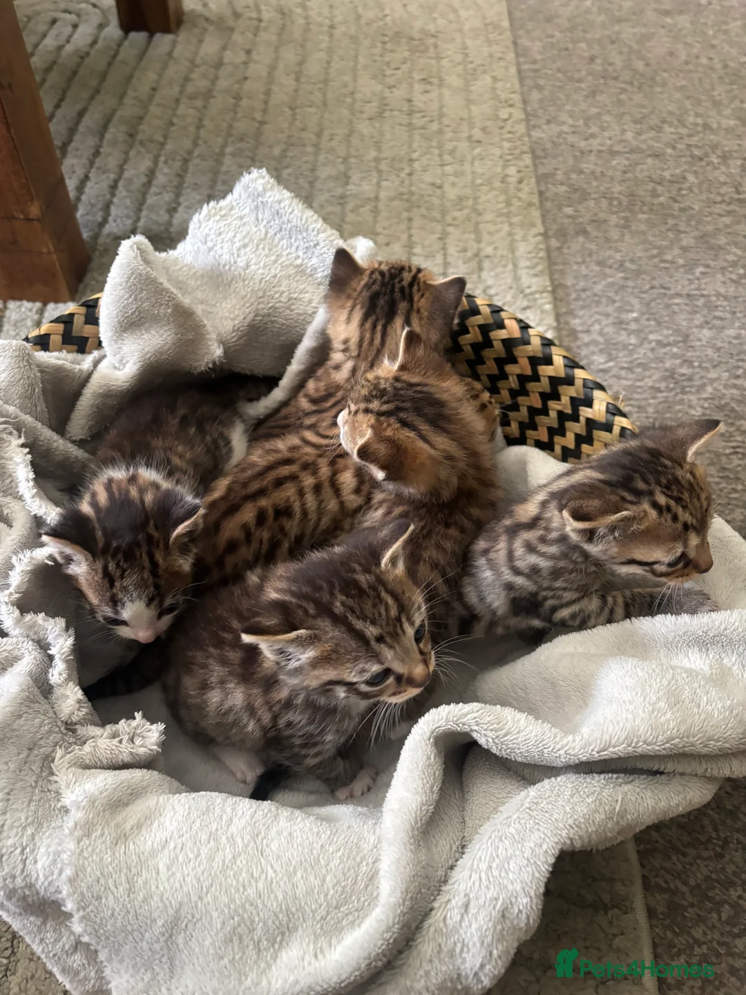 Mixed Breed cats for sale: Six very cute fluffy kittens  - Advert 2