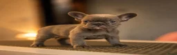 French Bulldog dogs for sale:  LUX FRENCHBULLDOG PUPS READY ✨🐾 - Advert 2