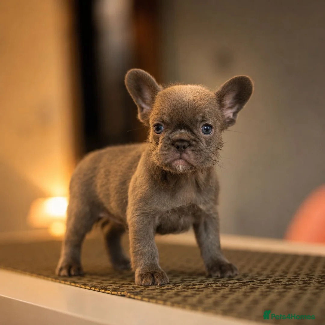 French Bulldog dogs for sale:  LUX FRENCHBULLDOG PUPS READY ✨🐾 - Advert 2