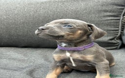 Mixed Breed dogs for sale: ONE LEFT REDUCED French wieners-Frenchie/dashhound - Image 21