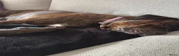 Mixed Breed dogs for sale: Rehoming 1 year 7 months  in Buckley - Advert 4