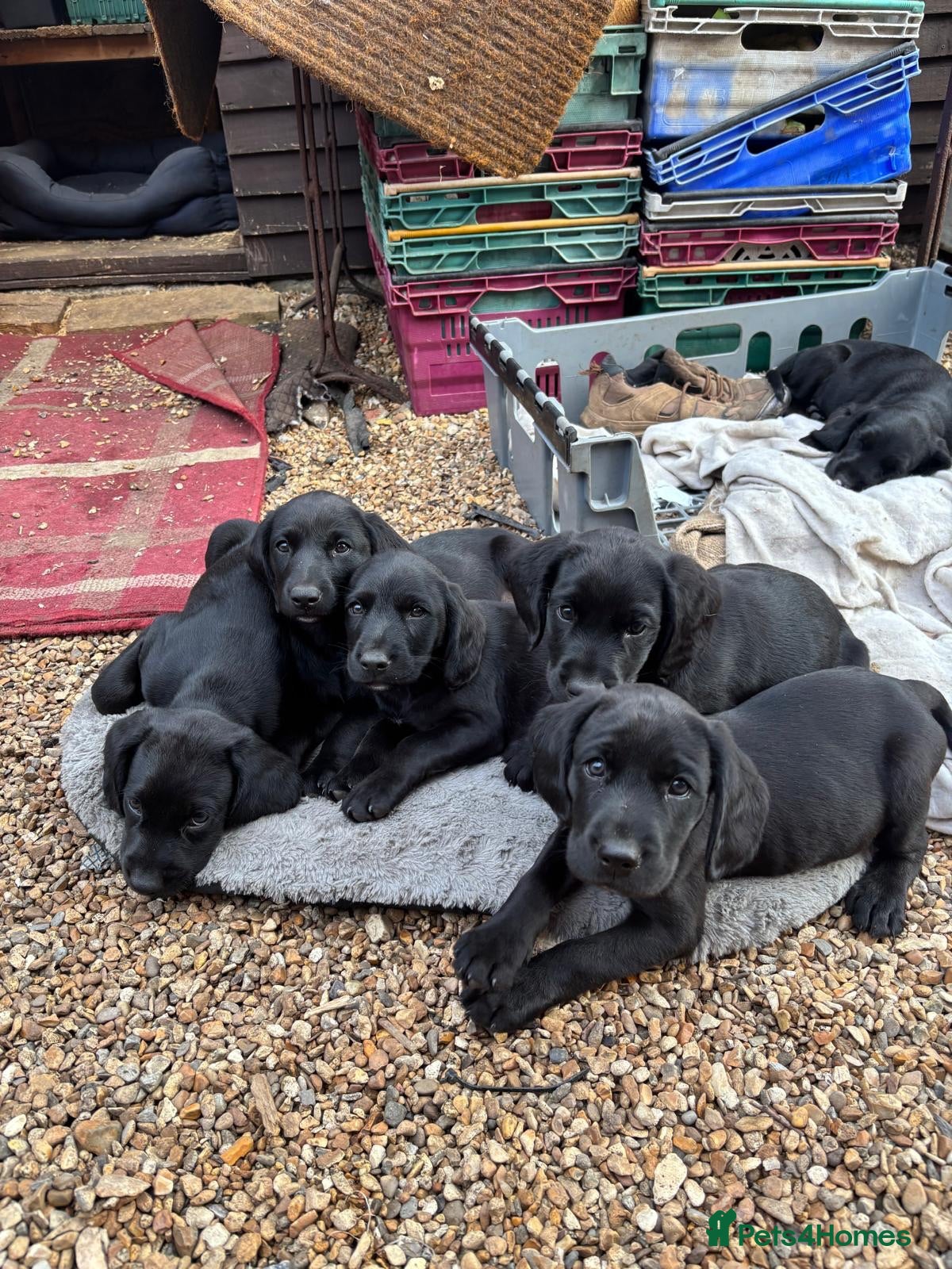 Mixed Breed dogs Spockerdor puppies for sale - Advert 1