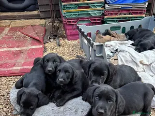 Mixed Breed dogs Spockerdor puppies for sale - Advert 3