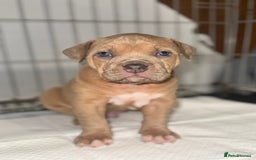 Mixed Breed dogs for sale: Cane Corso Boerboels - Image 4