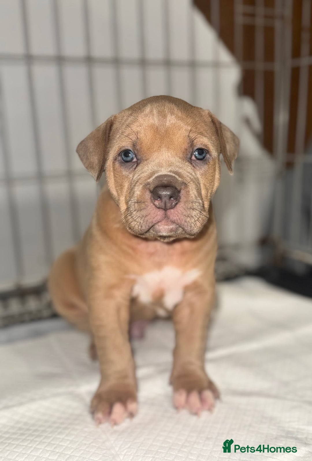 Mixed Breed dogs for sale: Cane Corso Boerboels - Image 4