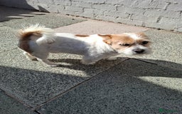 Mixed Breed dogs for sale: Jack russel x Cairne terrier - Image 2