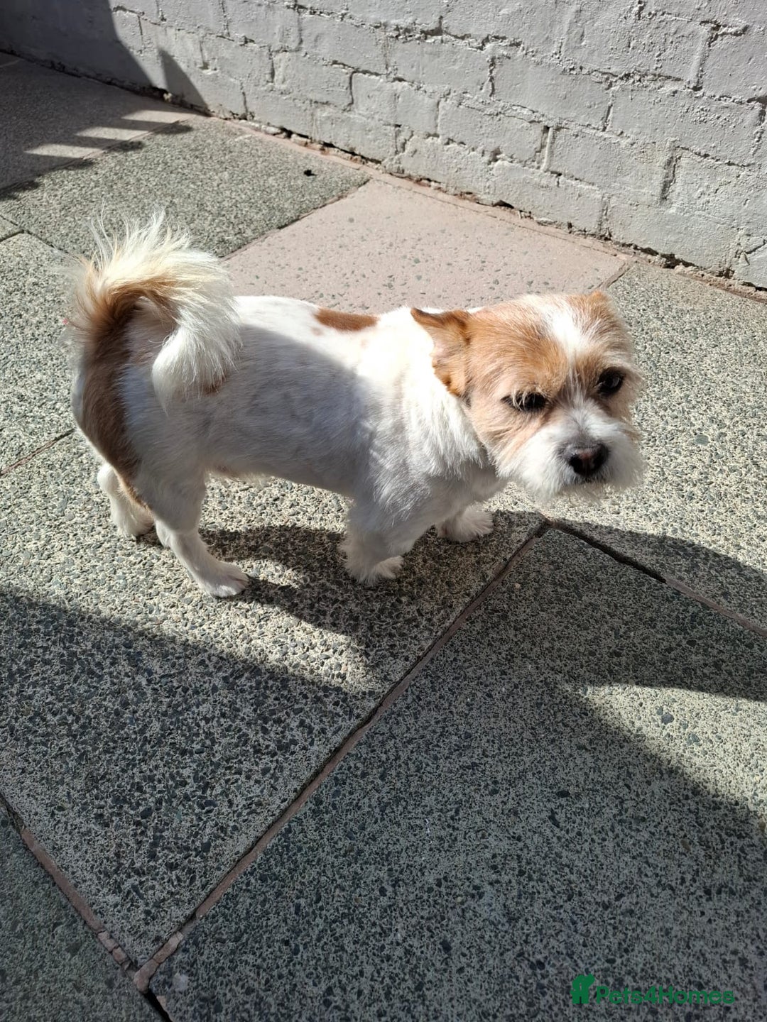Mixed Breed dogs for sale: Jack russel x Cairne terrier - Image 2