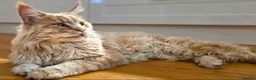 Maine Coon cats for sale: Beautiful Pedigree Maine Coon in New Milton - Advert 1