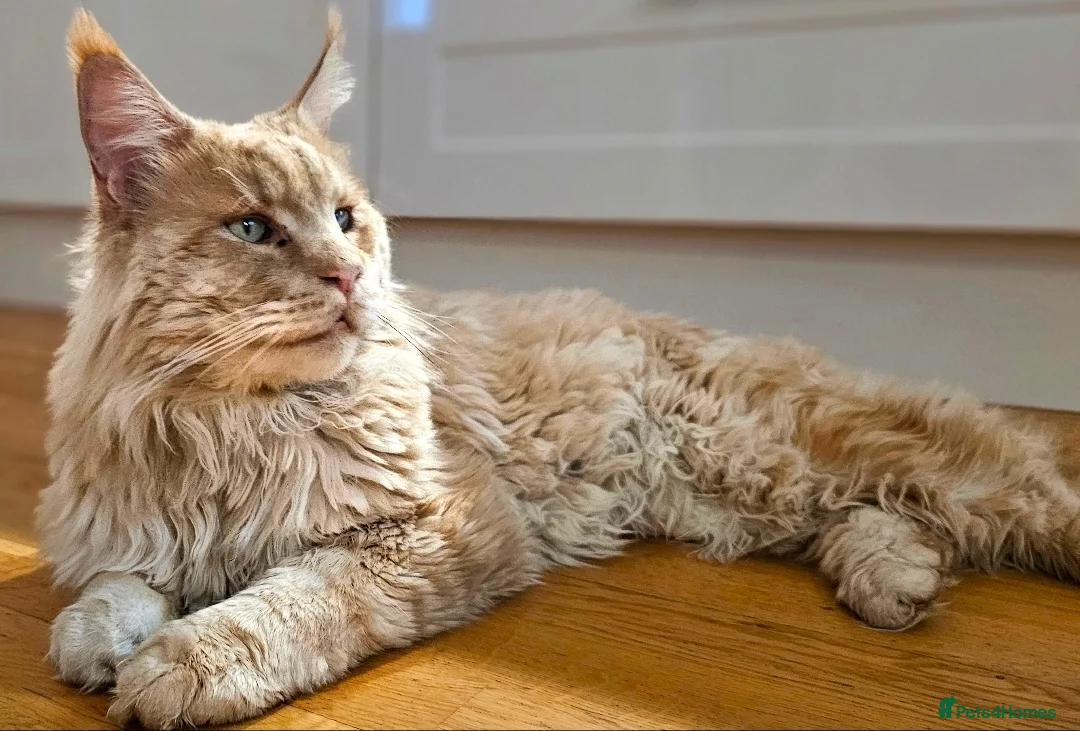 Maine Coon cats for sale: Beautiful Pedigree Maine Coon in New Milton - Advert 1