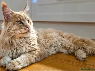Maine Coon cats Beautiful Pedigree Maine Coon - Advert 1