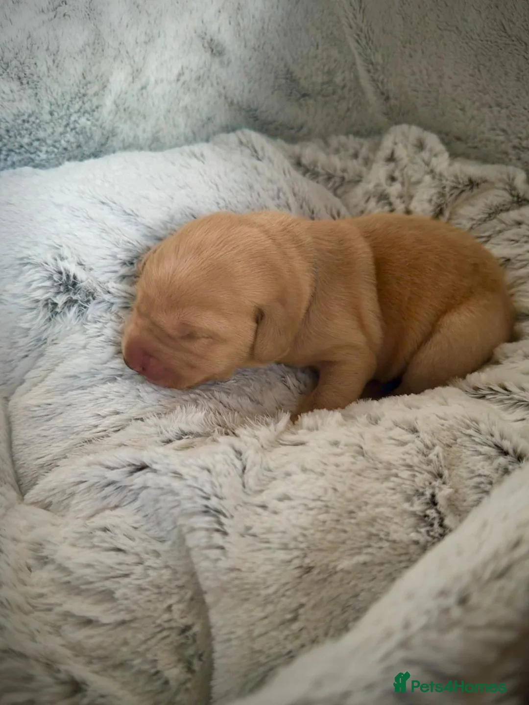 Labrador Retriever dogs for stud: Stunning Fox Red Labrador (Stud) PEDIGREE PROVEN - Advert 18