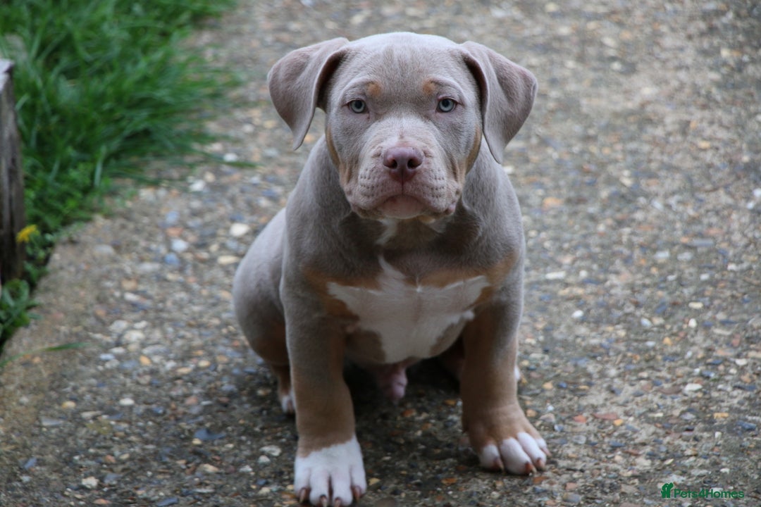 American Bully dogs for sale: GrCh Big Bounty x TIKTOK litter - Image 5