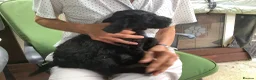Labradoodle dogs for sale: Toy Labradoodle  - Advert 12